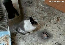 bundaycat