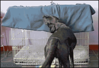 Adorable Black Lab covers Himself up at Night