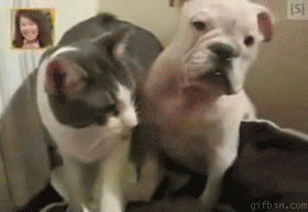6-Cat owns puppy(_cat-beats-dog)