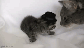 10-kitten-wearing-a-hat-gets-slapped
