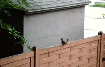 funnyanimalgifssillysquirrel