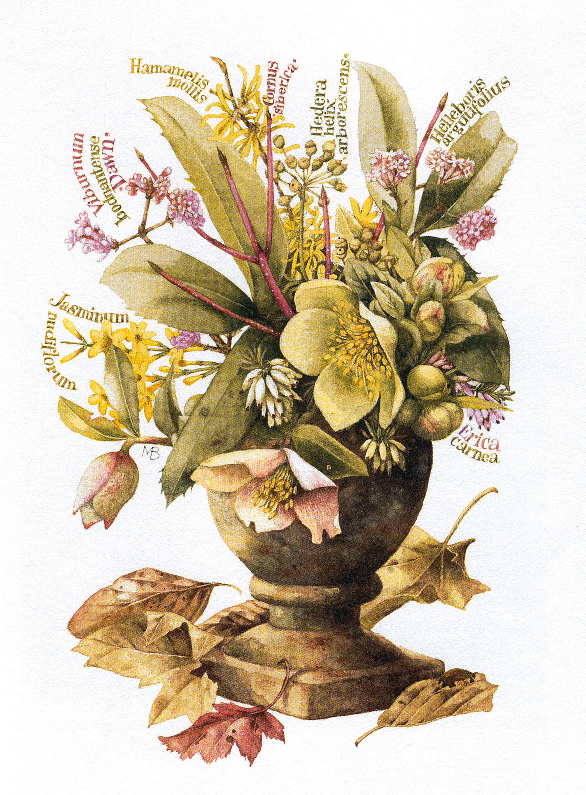 mb_nature sketches_herbarium