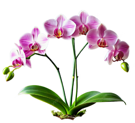 pngtree-blooming-orchid-in-terracotta-pot-png-image_155385099