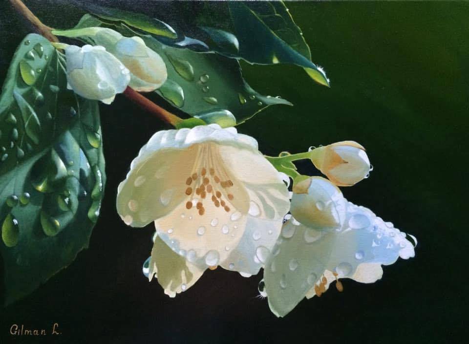 zhasmin-posle-dozhdya_1