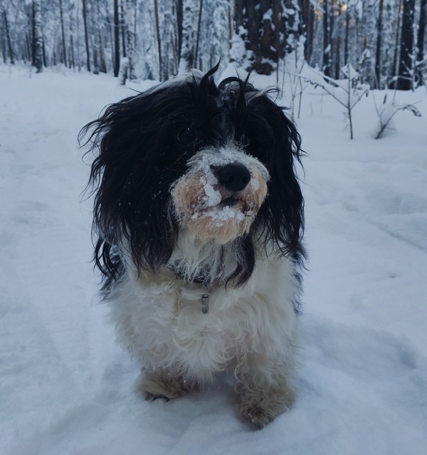 Люционбомбронетта