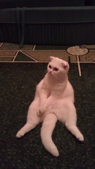 Кошказавр