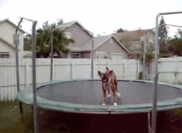 gifbindogonatrampoline