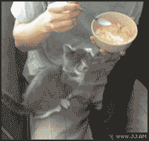 котэ хочет жрать