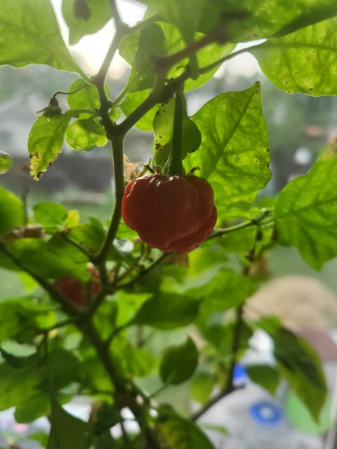 0e88721a-38c4-438a-8569-3952164fcb0f