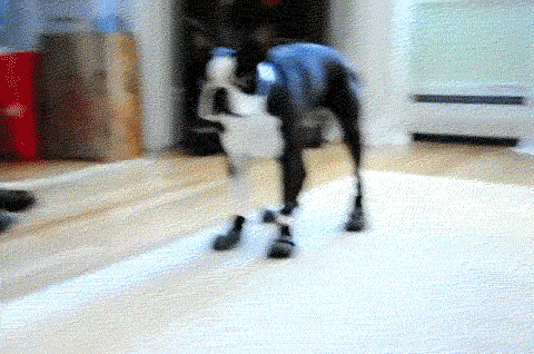 dog-boots-treats