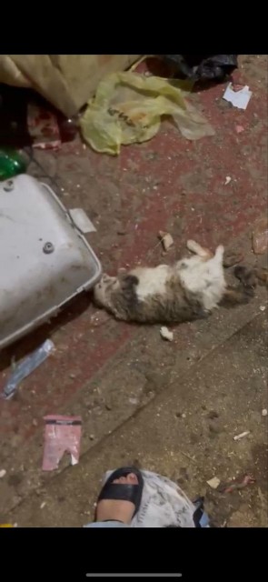 Передержка