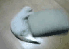 Super Cat