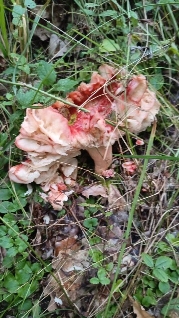 IMG-20250828-WA0023@-1540675590