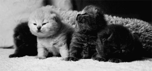 котятки