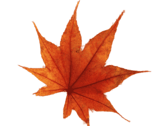 красный лист пнг