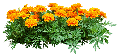 1b4e71f6135be55127c1e703a8fa1895