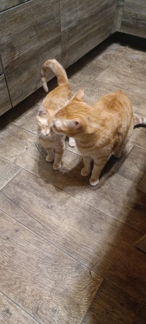 WhatsApp 2025-10-15 в 23.04.07_05b185de