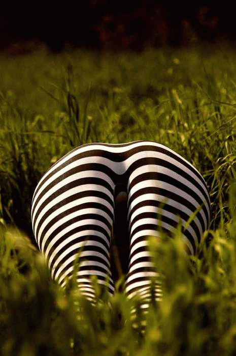 32510343_ohotanazebruDmitriyLaud