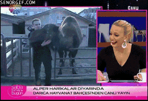 funny-gifs-camels-are-dangerous