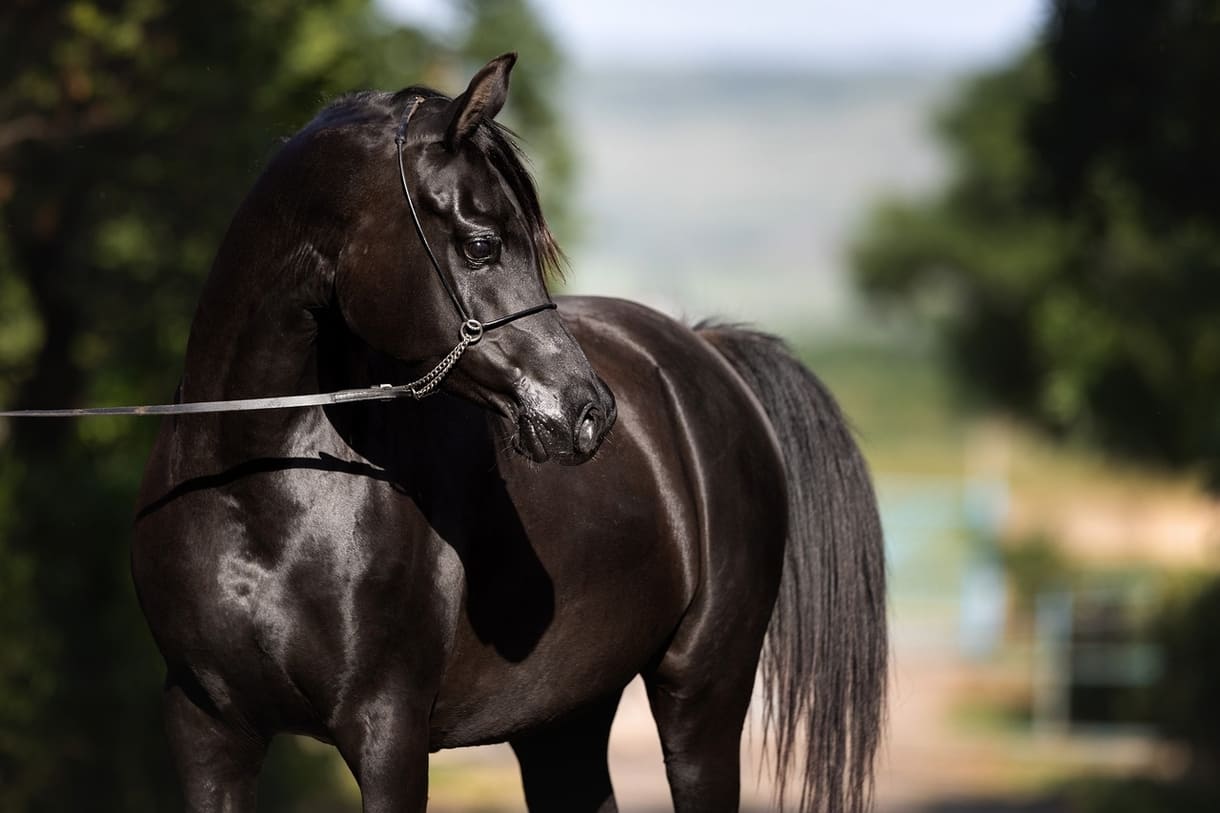 94076538-d01f-44bb-9620-d134d9f73c2f