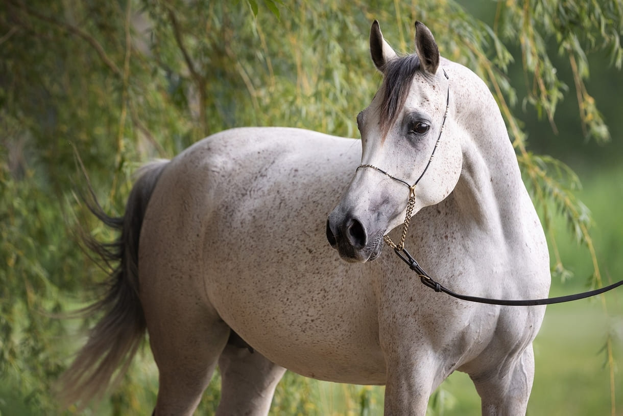 74e27587-93fd-457b-a42c-9387bec7c038