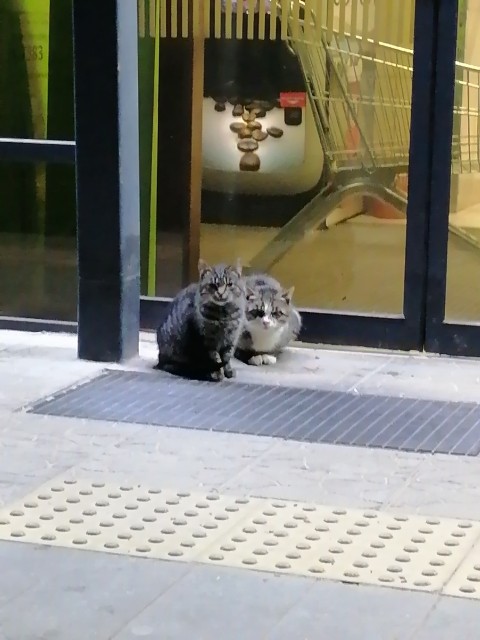 В пошуках ежы..