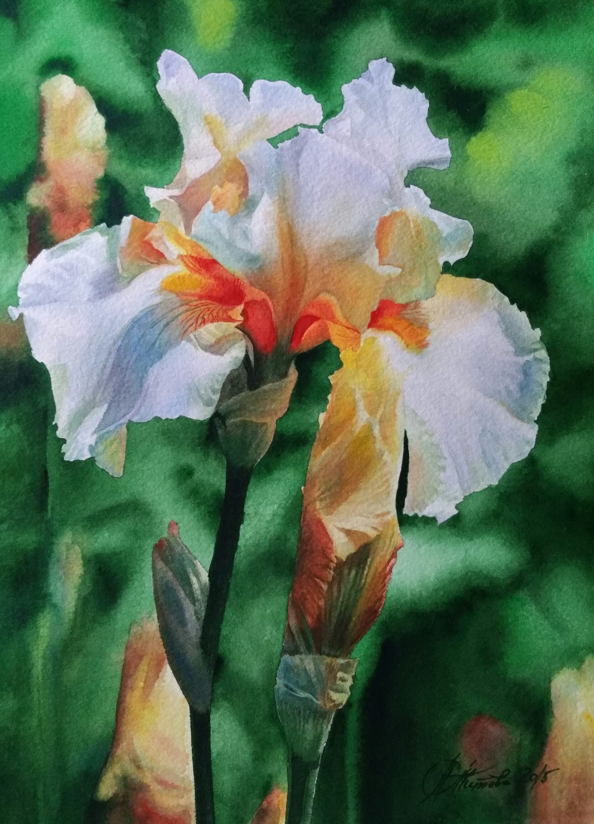 akvarel-cvetok-irisa_1