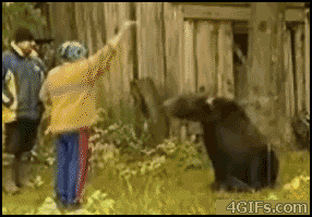 Bear_attacks