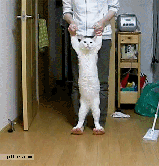 Ходячей Кот