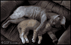 Kitten_spoon_stretch