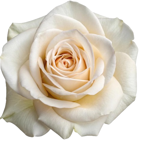 _26-12-2025_193604-removebg-preview