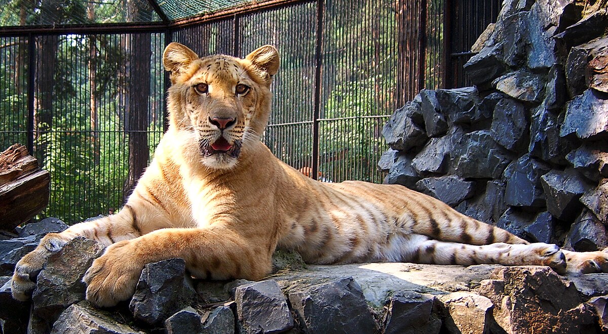 NSK-ZOO-liger