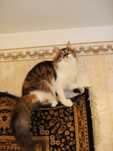 под потолком