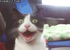 funnygifsthiscatishyped