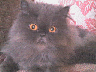 DSC00223