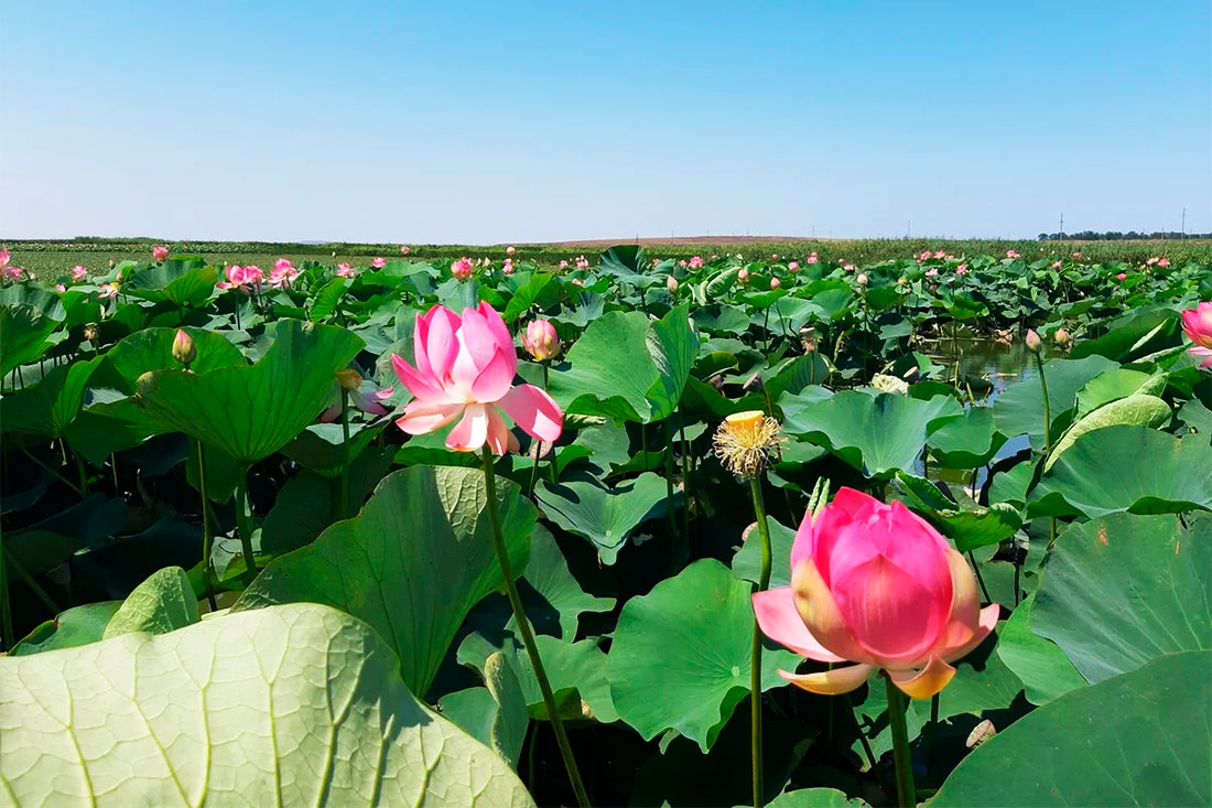 valley-of-lotus