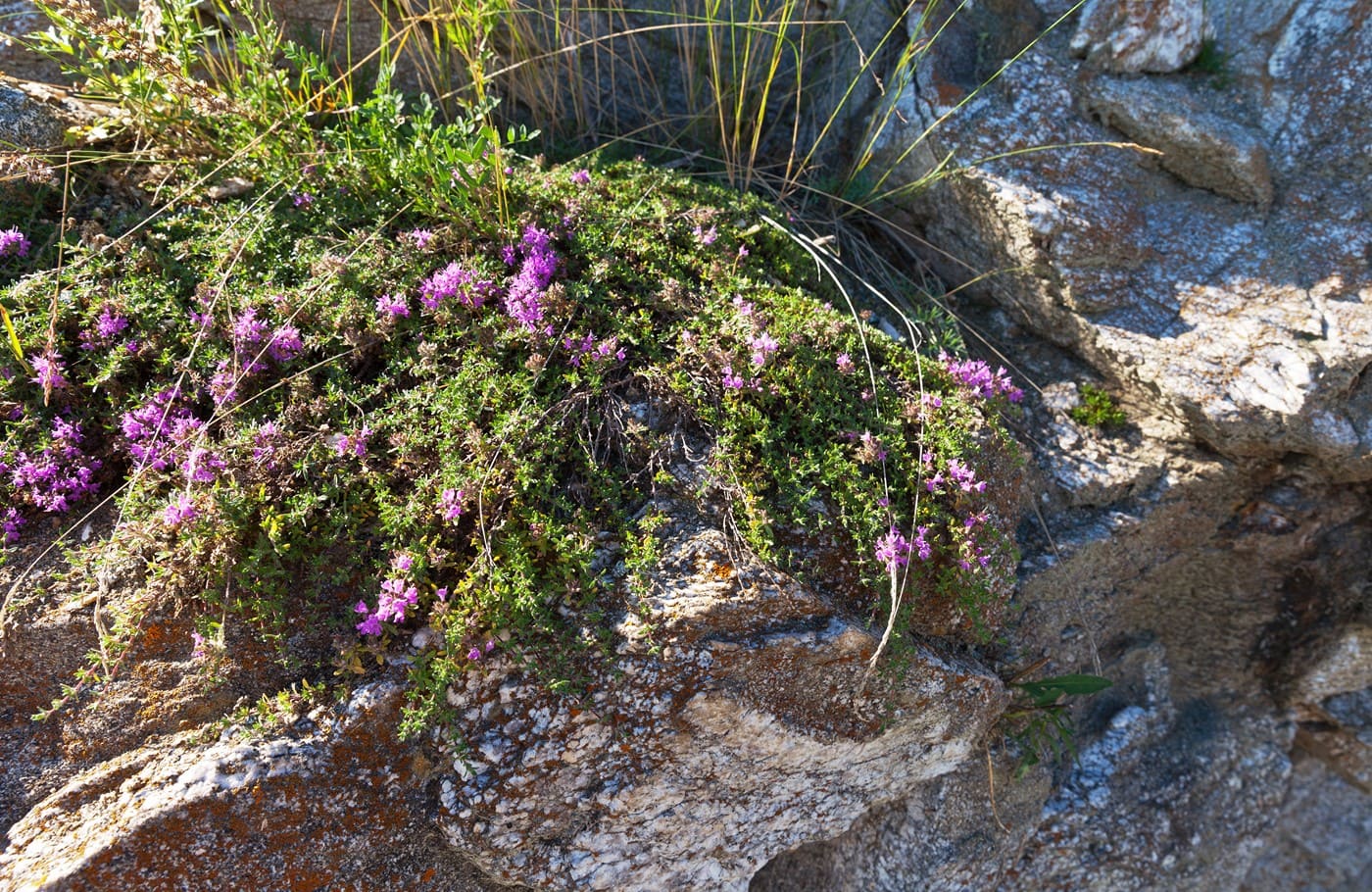 62753016-b744-460d-baac-f77fff5f5a76