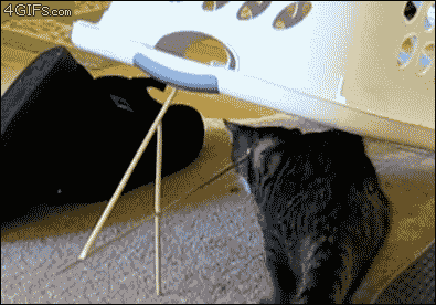 котэ-it\'s-a-trap!-котоловушка-песочница-125202