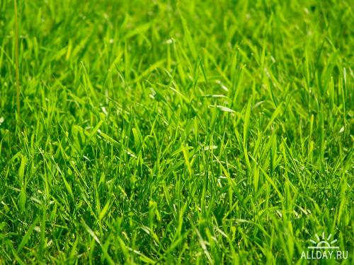 1254944568_12-grass-textures-8-allday