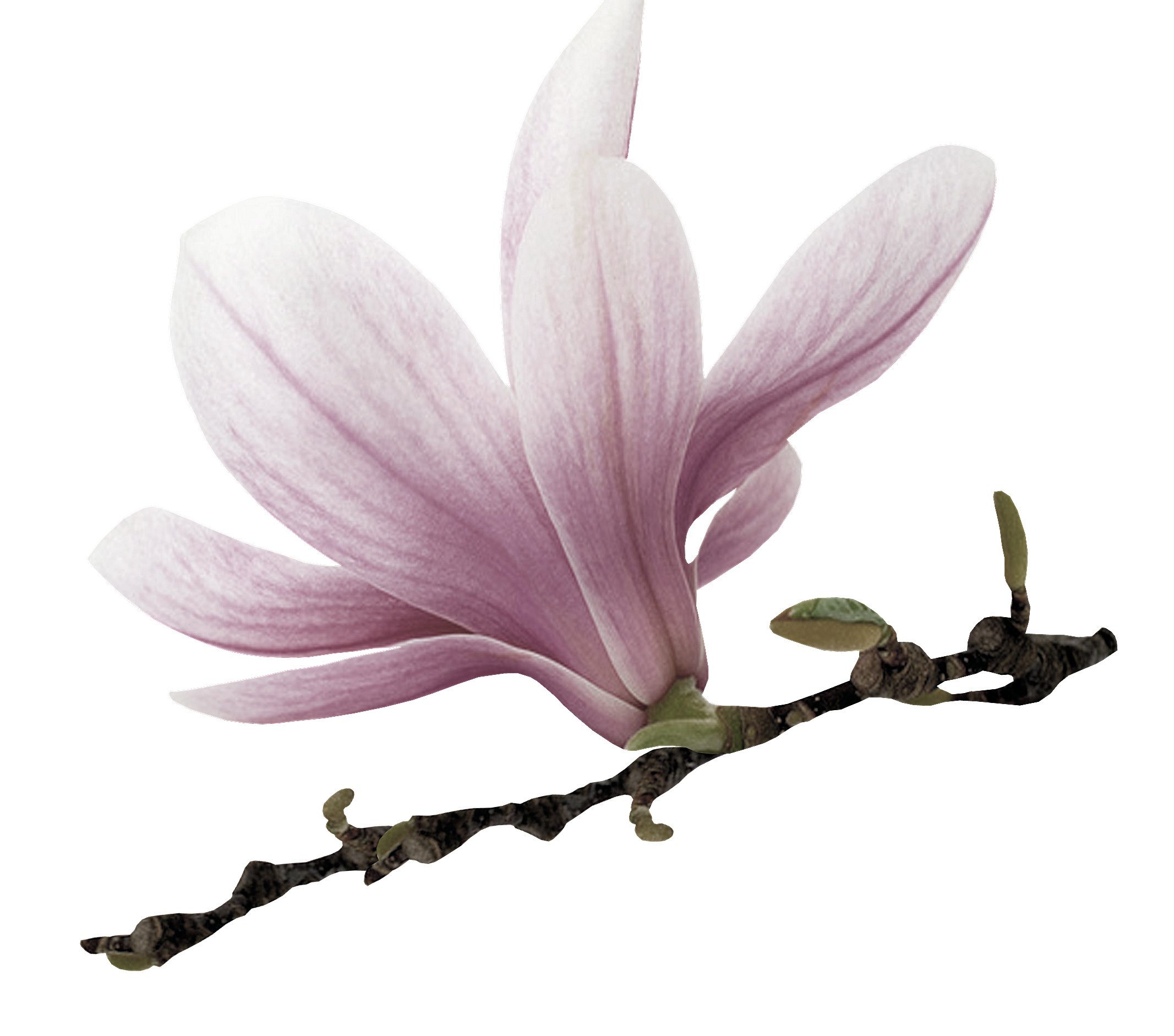 Шлейф сандала читать полностью. Магнолия лекарственная Magnolia officinalis. Цветы Магнолия ПГН. Магнолия цветки на веточке. Магнолия розовая листья.