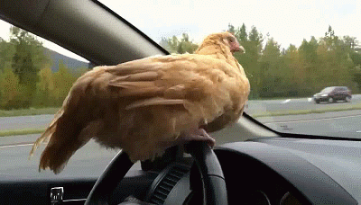 курица за рулем