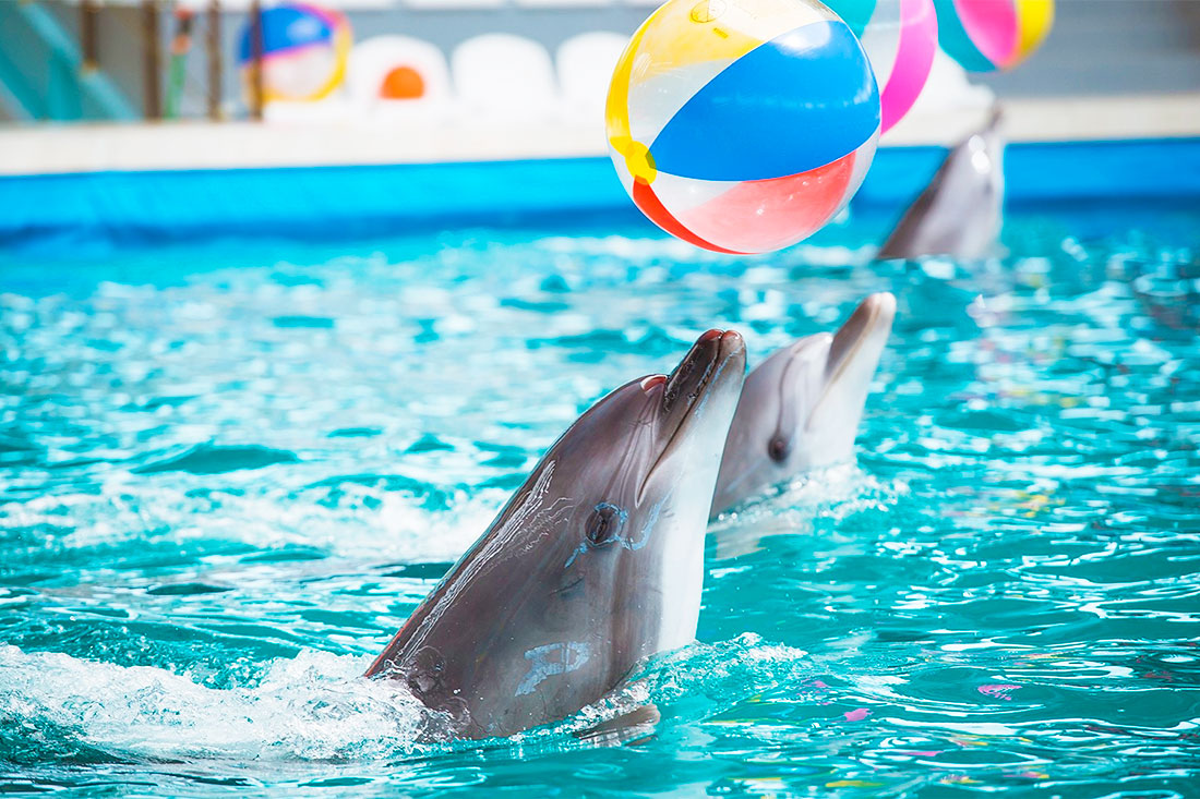 evpatoria-dolphinarium