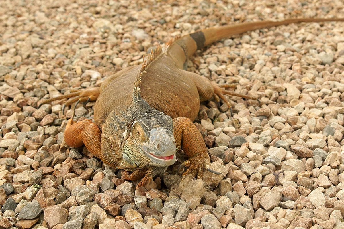 dinoteriy-countryscanner-14