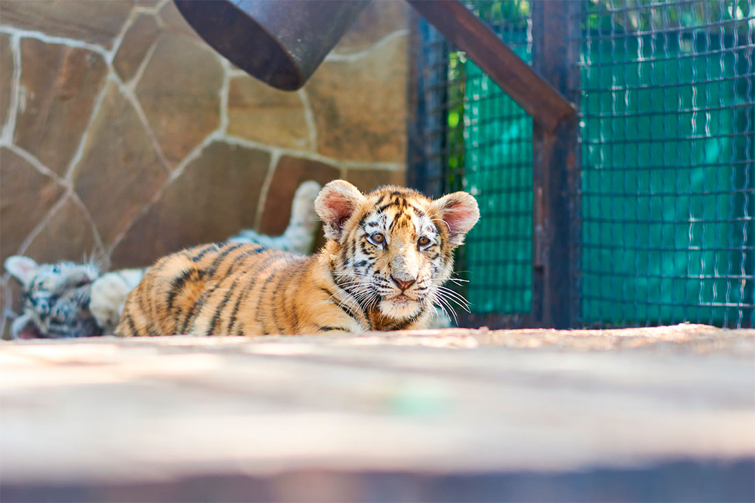 yalta-zoo-fairy-tale