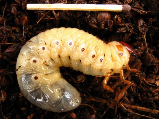 Oryctes_nasicornis_3