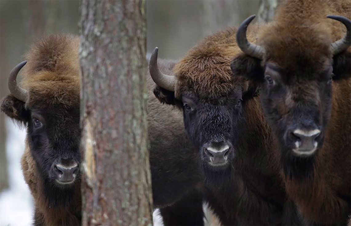 pleistocene-park
