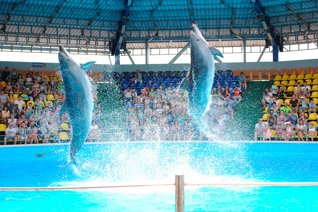 dolphinarium-aqua-world-in-nebug