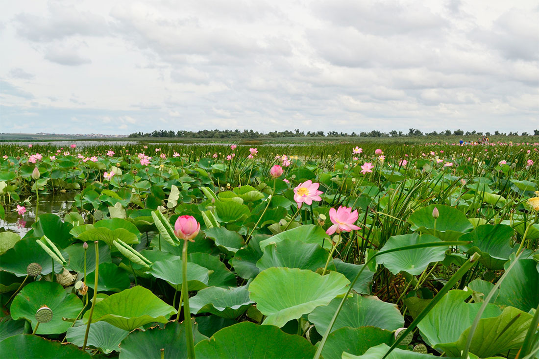 valley-of-lotuses-in-temryuk-district