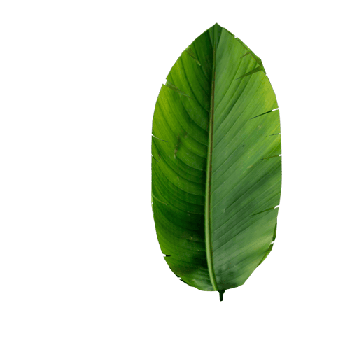Palm-Bru-(-Bush_01_li.)-png