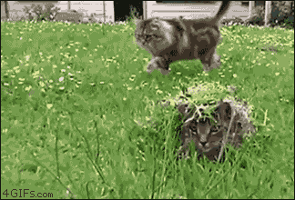 gifs_03